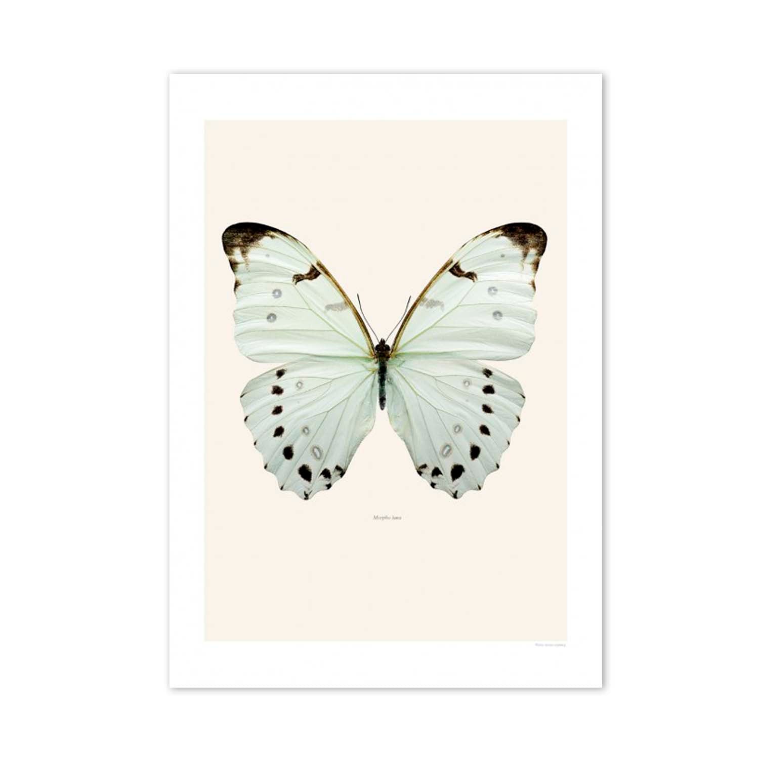 FOTOGRAFÍA MARIPOSA M