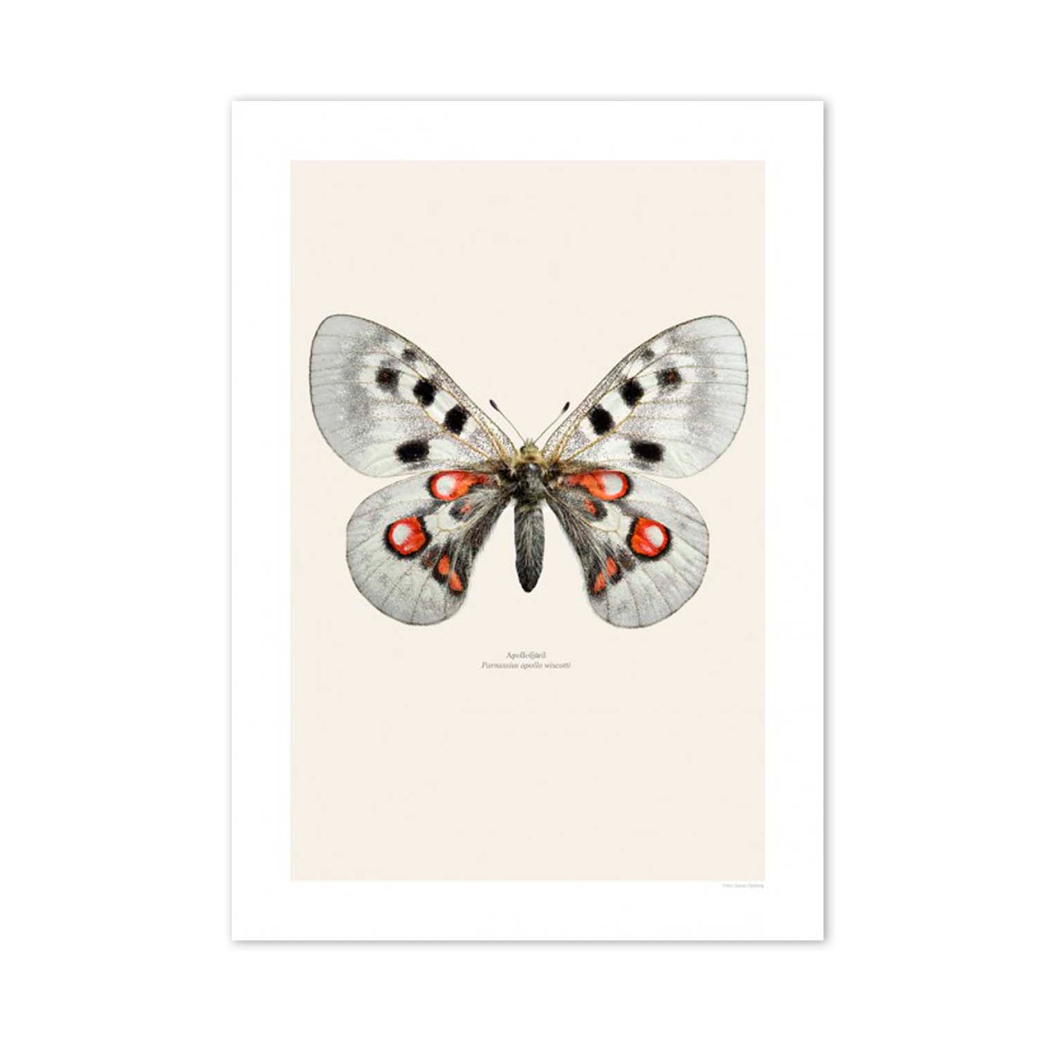 FOTOGRAFÍA MARIPOSA M