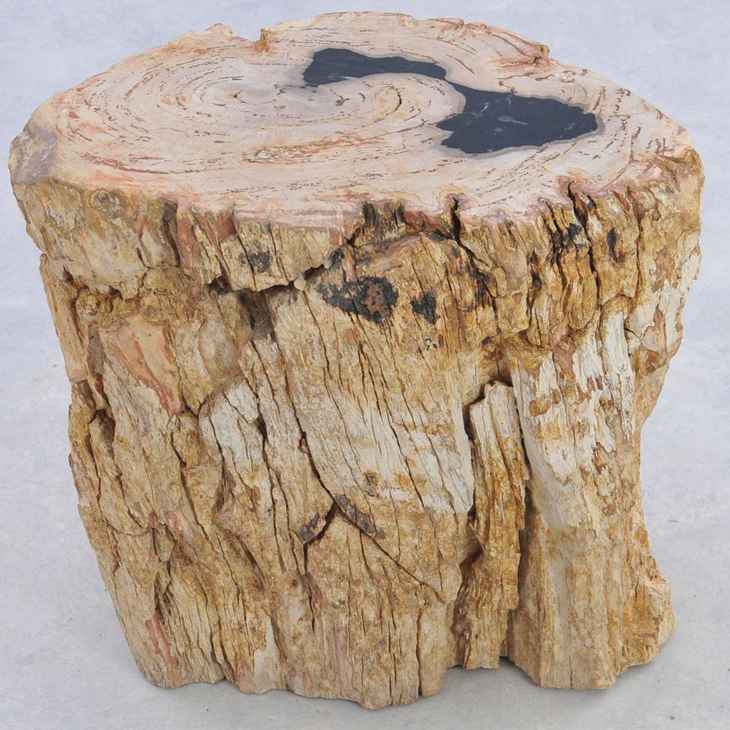 TABLE/STOOL FOSSIL CORTEX CARAMEL