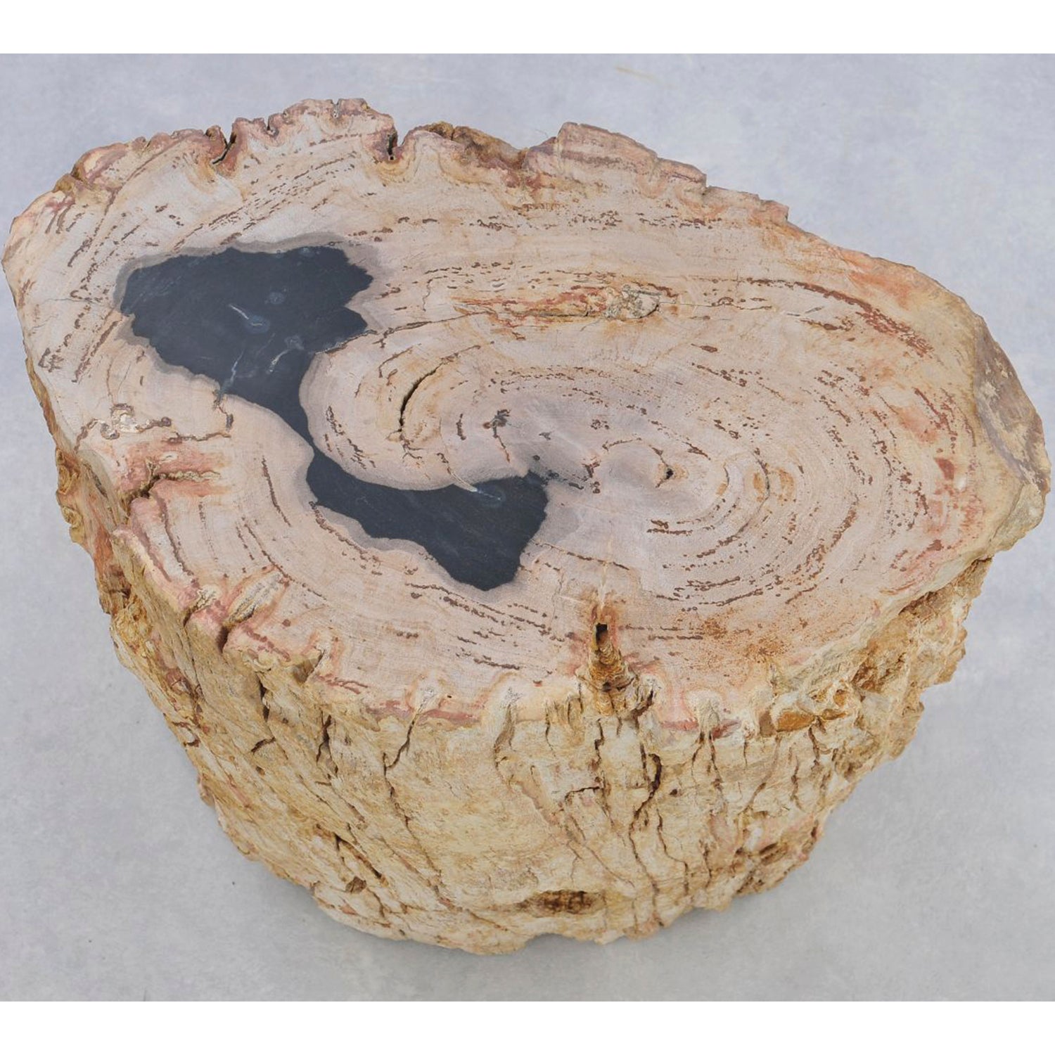 TABLE/STOOL FOSSIL CORTEX CARAMEL