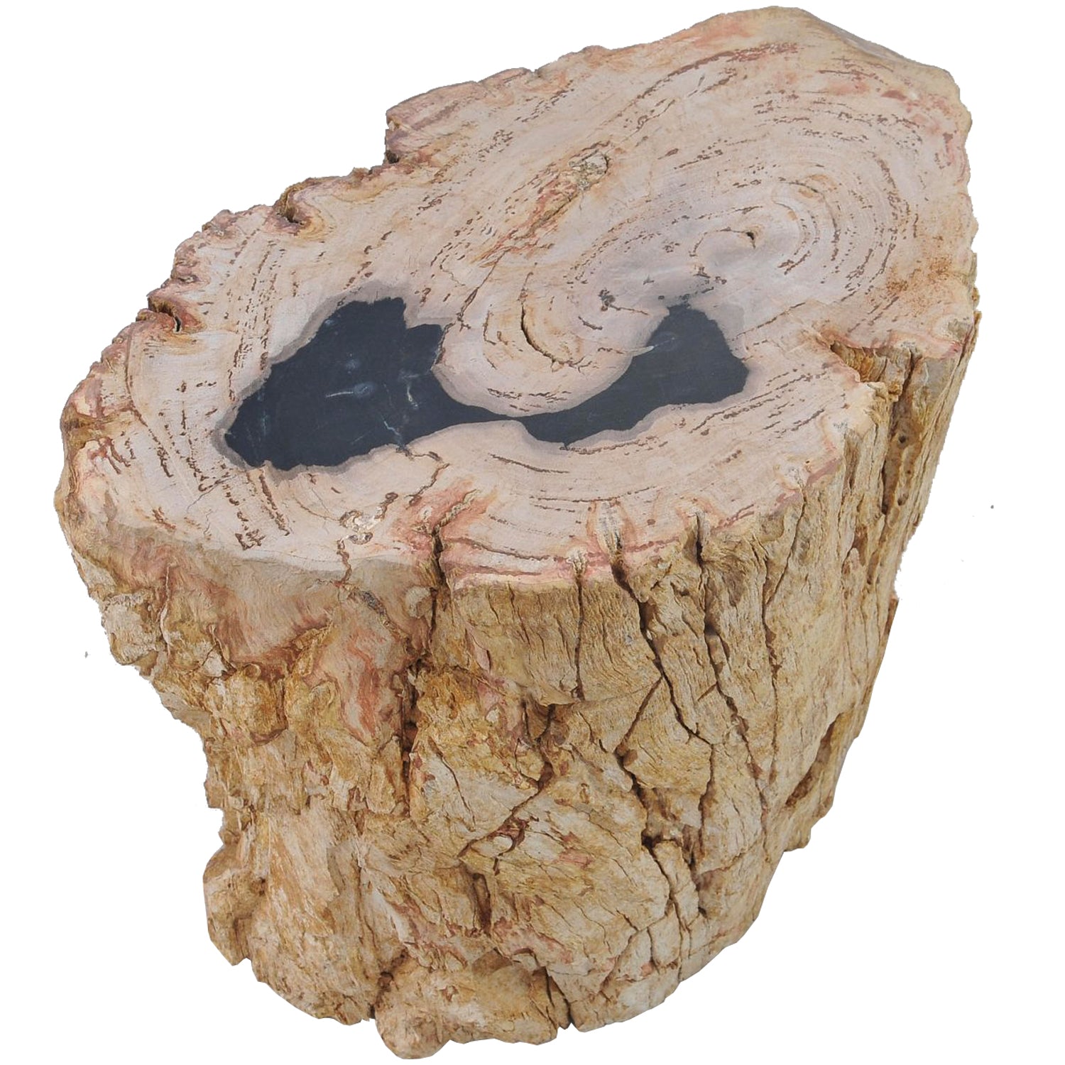 TABLE/STOOL FOSSIL CORTEX CARAMEL