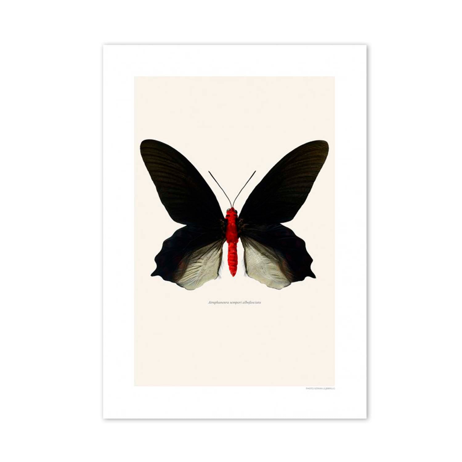 FOTOGRAFÍA MARIPOSA XL